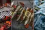 Tastes of Dugi otok